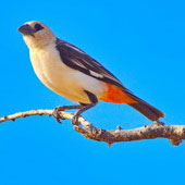 Bawolik białogłowy