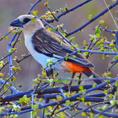 Bawolik białogłowy