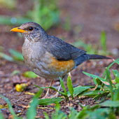 Drozd żółtodzioby