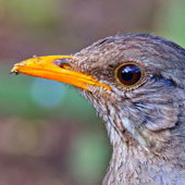 Drozd żółtodzioby