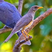 Drozd żółtodzioby