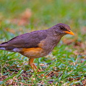 Drozd żółtodzioby