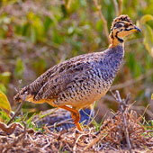 Frankolin jasnogłowy