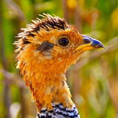 Frankolin jasnogłowy (samica)