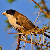 Gromadnik czarnogłowy