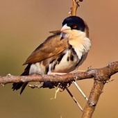 Gromadnik czarnogłowy