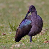 Ibis białowąsy