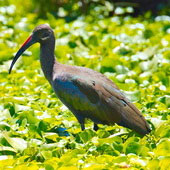 Ibis białowąsy