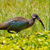 Ibis białowąsy