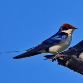 Jaskółka rdzawogłowa