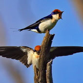 Jaskółka rdzawogłowa