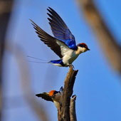 Jaskółka rdzawogłowa