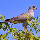 Jastrzębiak popielaty