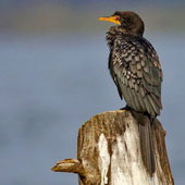 Kormoran etiopski