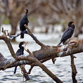 Kormoran etiopski