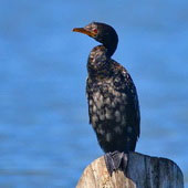 Kormoran etiopski