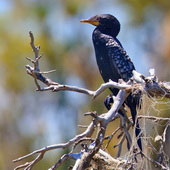 Kormoran etiopski