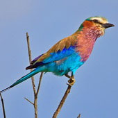 Kraska liliowopierśna