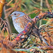 Płochacz pokrzywnica