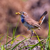 Podróżniczek (samica)