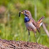 Podróżniczek (samica)