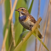 Podróżniczek (samica)