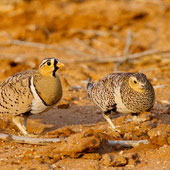 Stepówka czarnolica