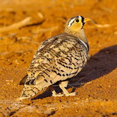 Stepówka czarnolica