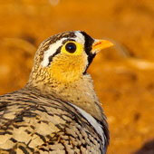 Stepówka czarnolica