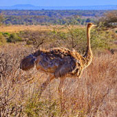 Struś szaroskóry (samica)