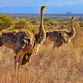 Struś szaroskóry (samica)