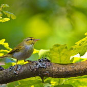 <strong>PTAK</strong>