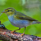 <strong>PTAK</strong>