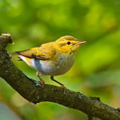 <strong>PTAK</strong>