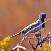 Turkaweczka czarnogardła