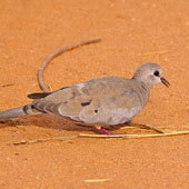 Turkaweczka czarnogardła (samica)