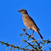 Wróbel papugodzioby