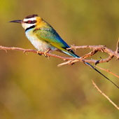 Żołna białogardła