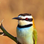 Żołna białogardła